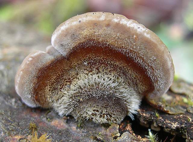 le  Specie  invernali  del  Leimental